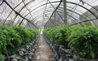 红豆杉种子种植技术，红豆杉种子怎么种植发芽