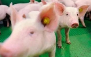 ai梦幻猪，梦幻所有猪的造型